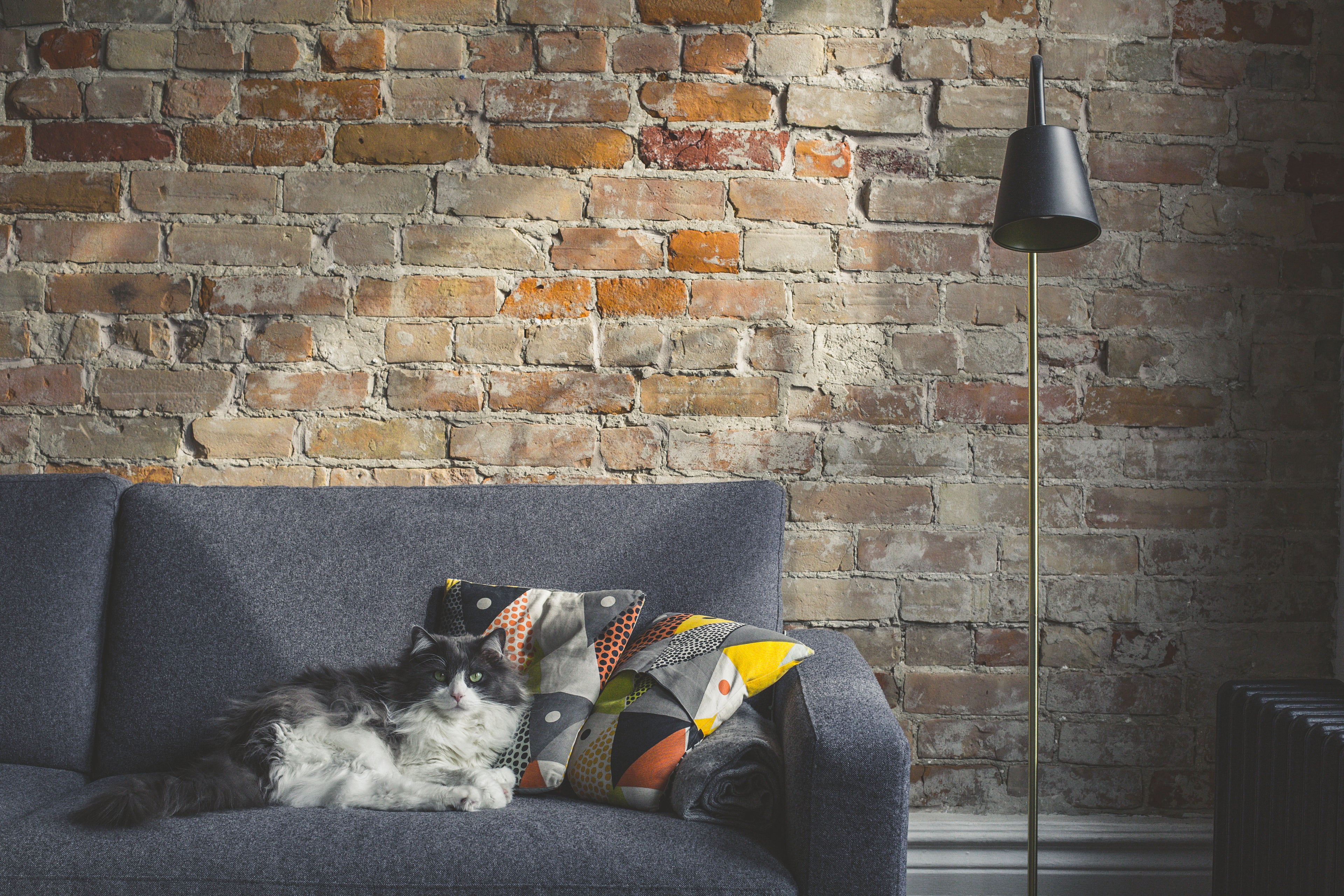 Rangement-innovant-portrait-de-un-chat-mignon-se-posant-sur-un-canapé-dans une-maison