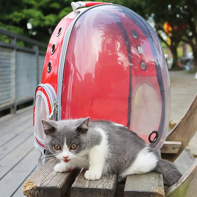 Sac à dos pour Chat  Transfélin posé sur un banc derrière chaton