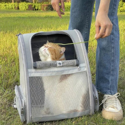 Sac a dos Chat posé sur pelouse