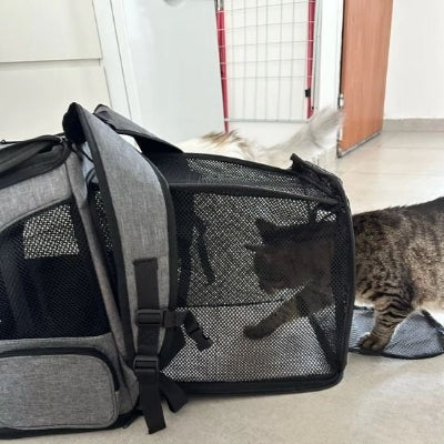 sac a dos chat posé sur sol chat côté extérieur